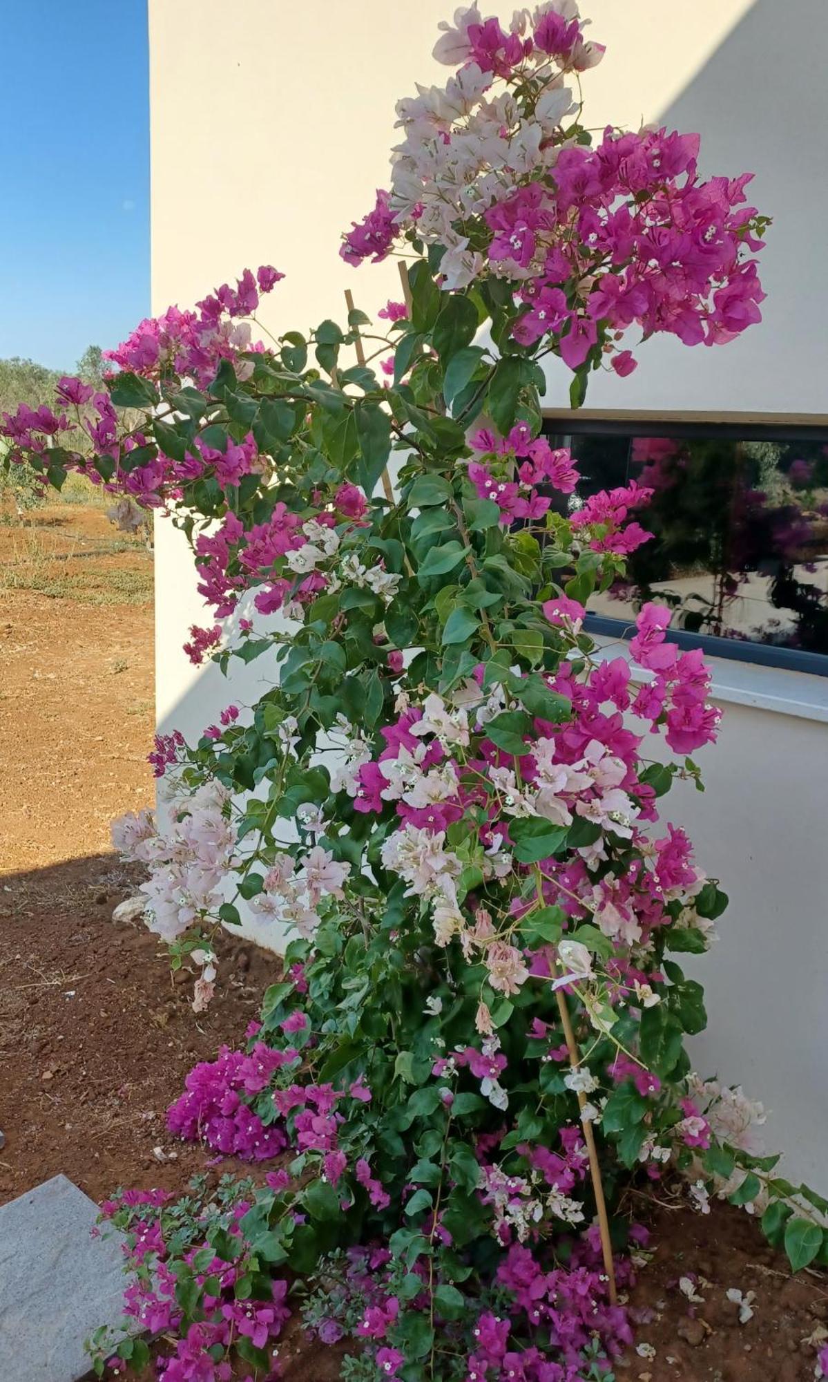 Zeituna Lodge A Porto Cesareo Torre Lapillo Esterno foto